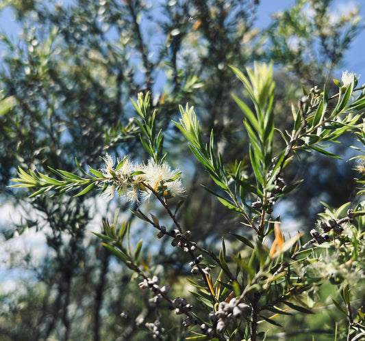 The Benefits of Using Tea Tree Oil for Spiritual Cleansing - Simpelhaus