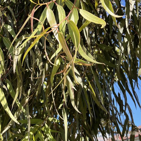 9 Amazing Benefits Of  Eucalyptus Lemon Essential Oil - Simpelhaus
