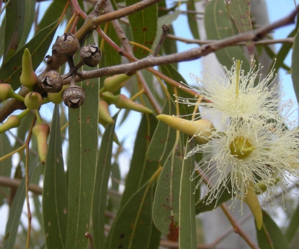 Eucalyptus trees are also known as Fever Tree - Simpelhaus