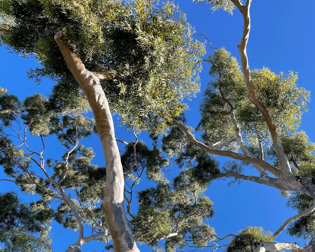 9 Unexpected Benefits of Eucalyptus Oil - Simpelhaus