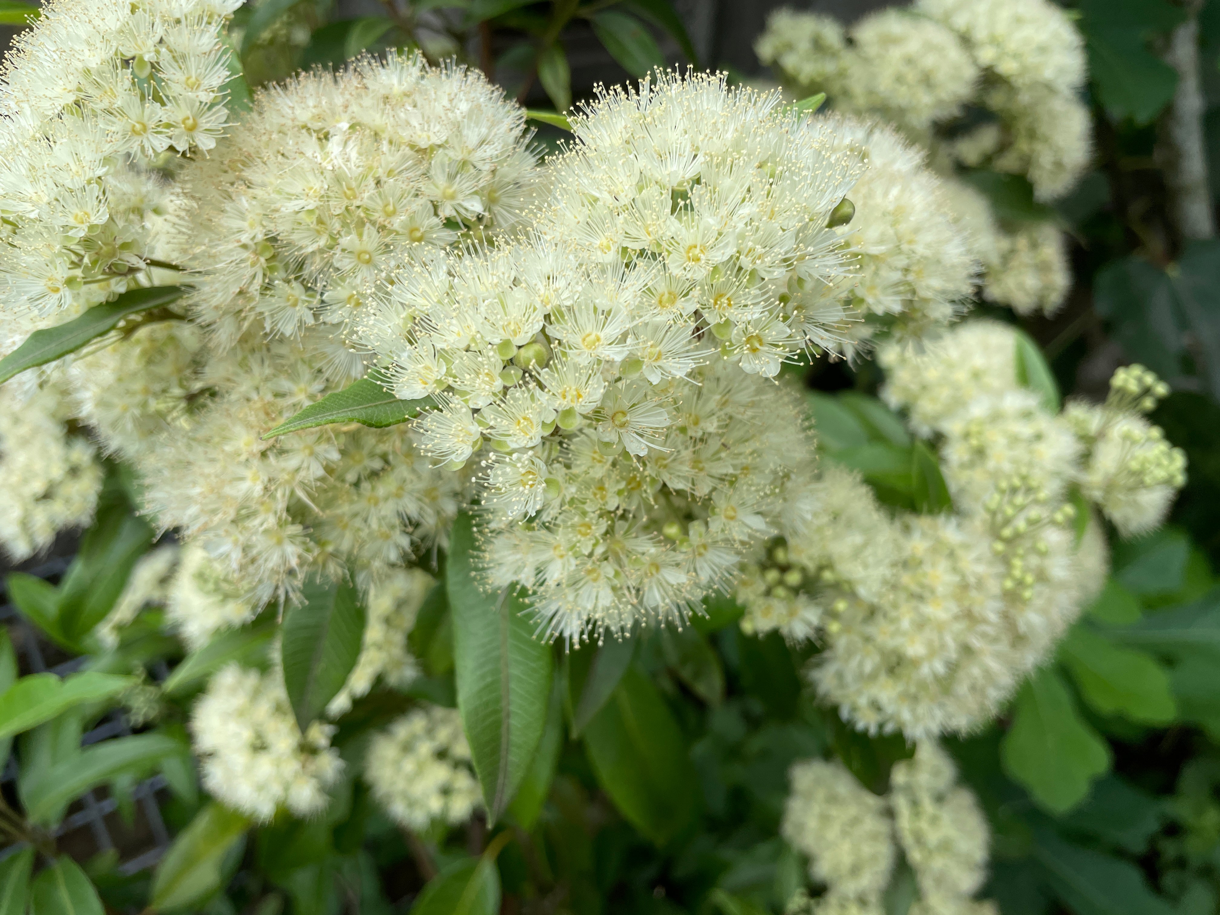 Why Lemon Myrtle Essential Oil? - Simpelhaus