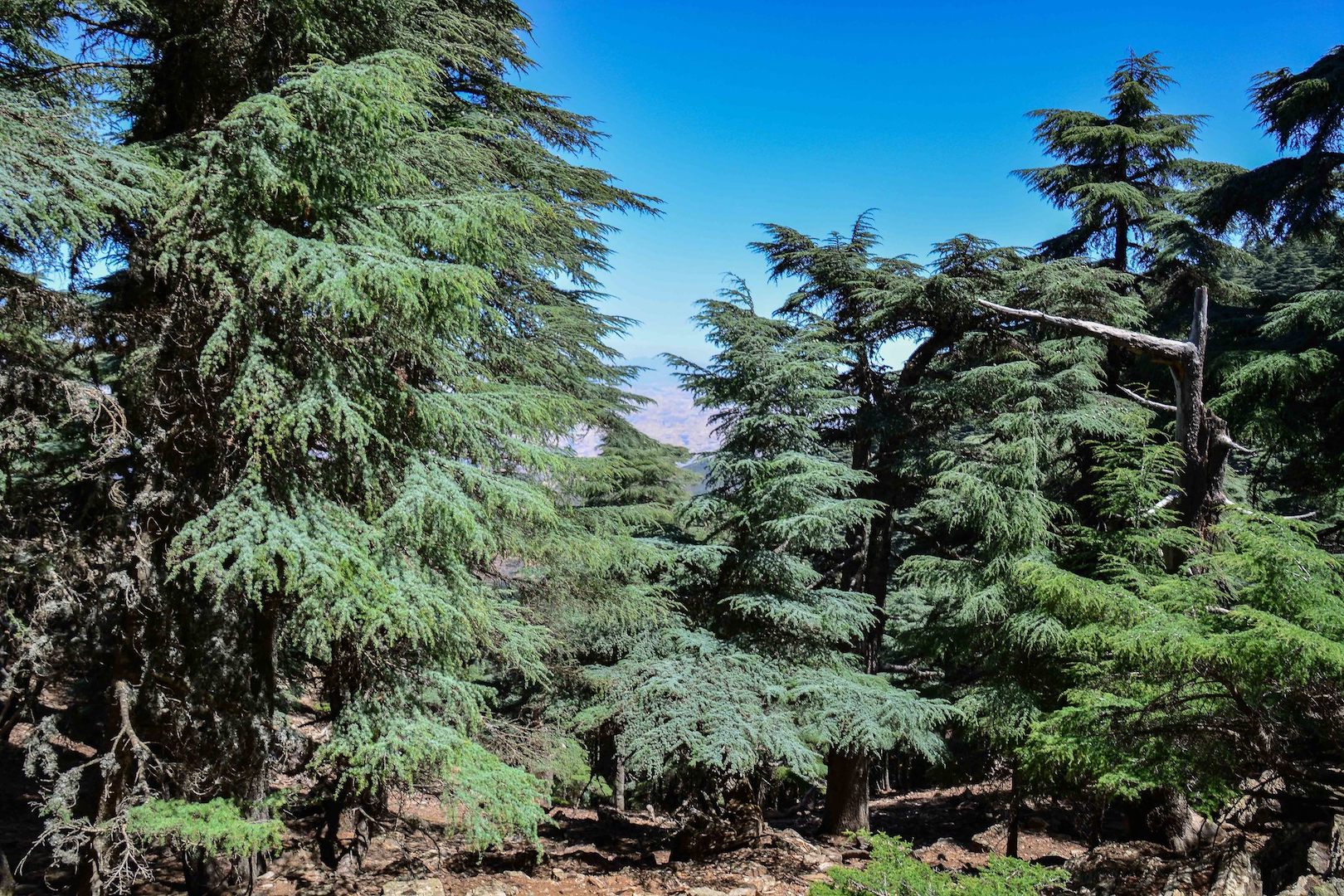 Power of Atlas Cedar - Simpelhaus