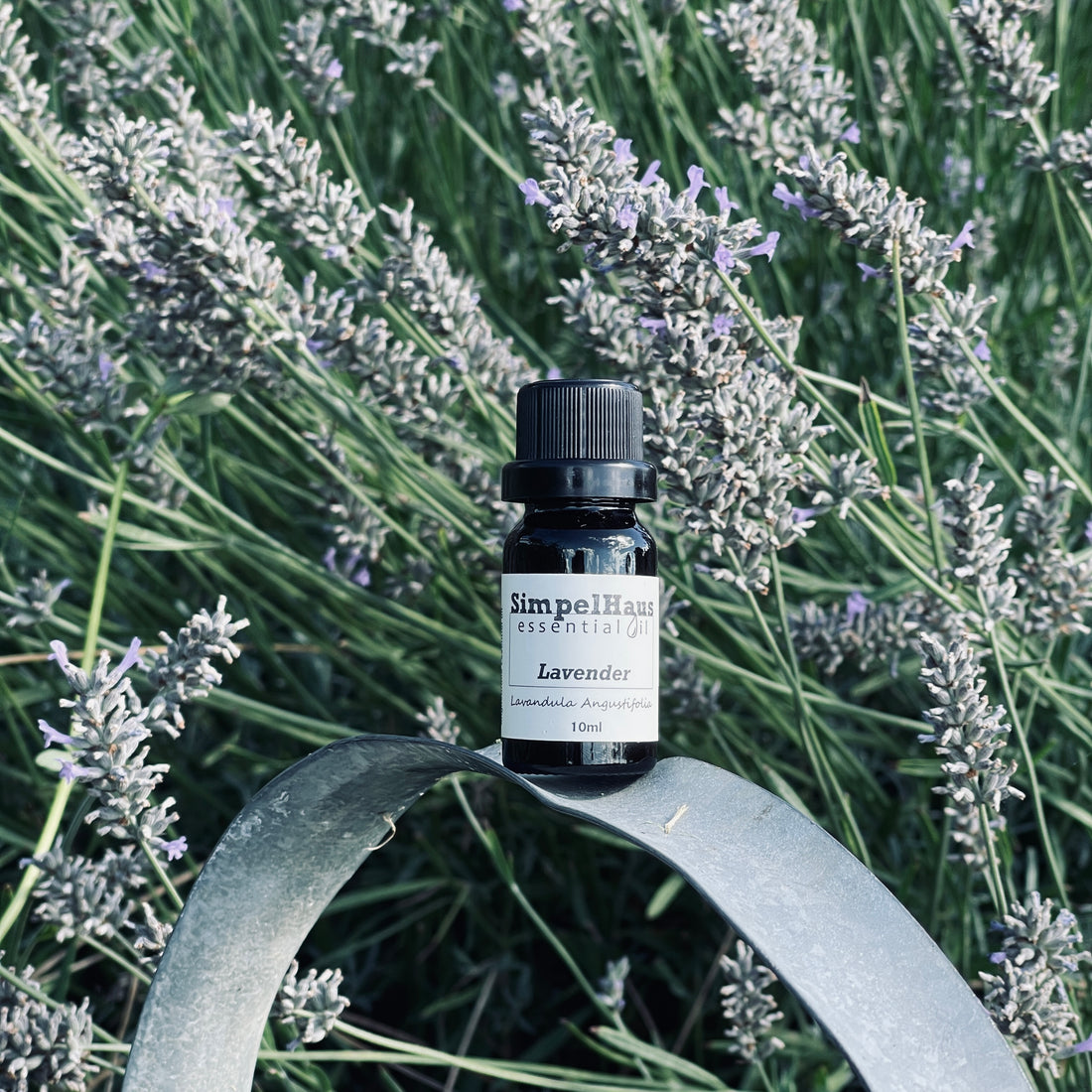 Lavender vs. Lavandin: Which One is Right for You? - Simpelhaus