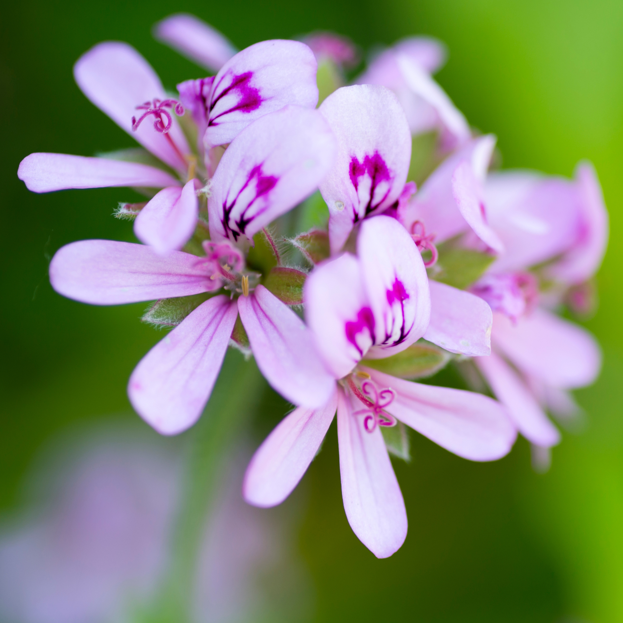 By chance, happiness is by your side~ Rose Geranium - Simpelhaus