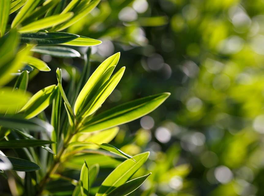 14 Everyday Uses for Tea Tree Oil - Simpelhaus